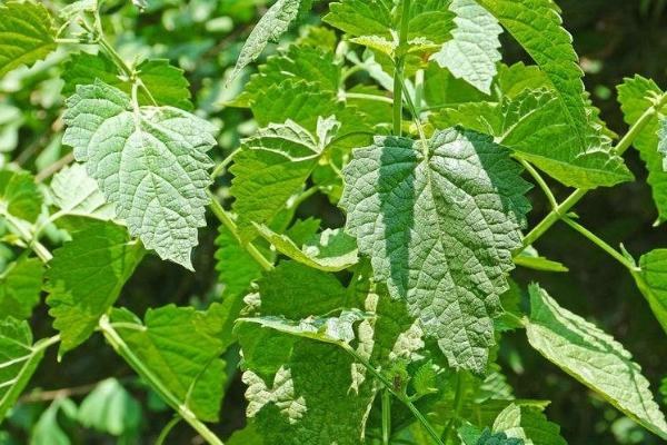 藿香的种植方法，将根茎排列在沟底之后要封沟浇水