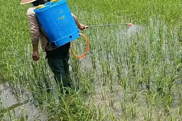 多效唑的使用方法，不同花卉和土质的喷施方法不同