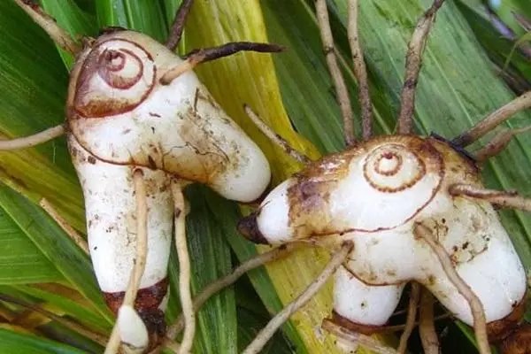 白芨种植技术，选择疏松而不太粘的土壤