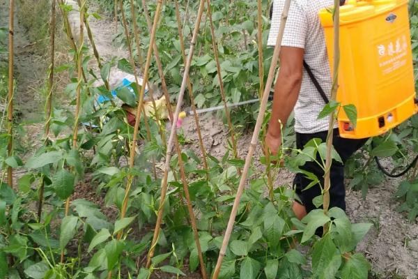 豆角保花保果的农药配方