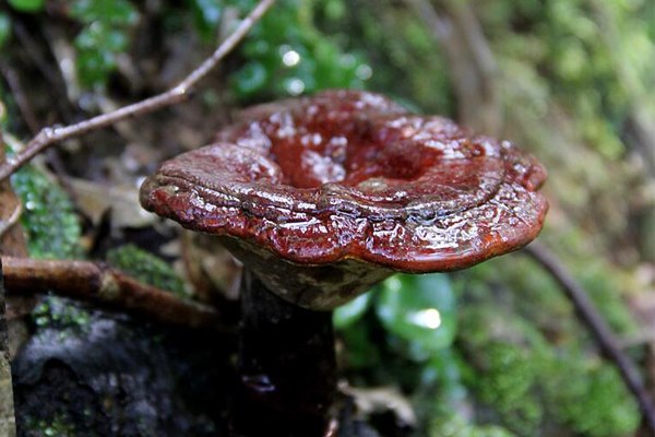 灵芝生长在什么地方，产地在哪些地方