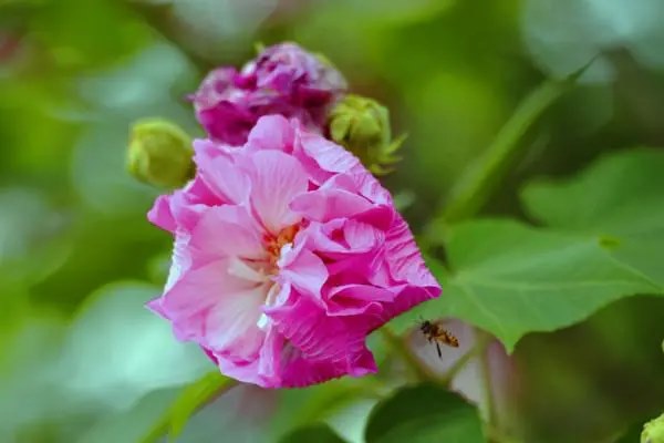 芙蓉花的养殖方法，需要进行重要的日常管理