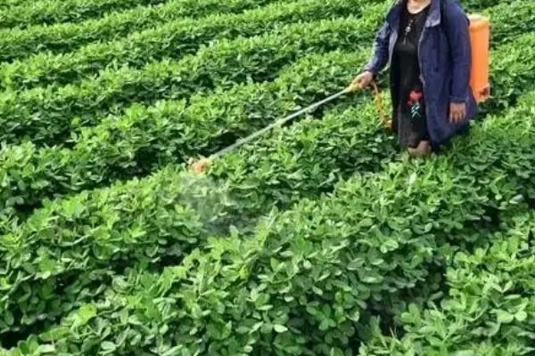 花生打药后超过几小时下雨才不会影响药效