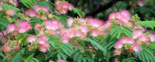 合欢属于常绿还是落叶植物，附高效种植方法