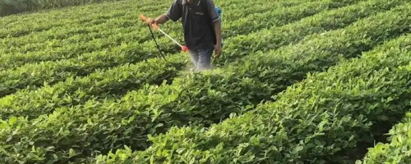 花生何时打头遍药，花生种植技术介绍