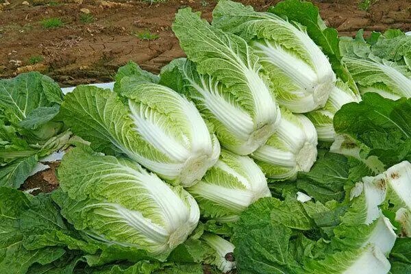 大白菜怎么通过愈伤组织获得再生植株