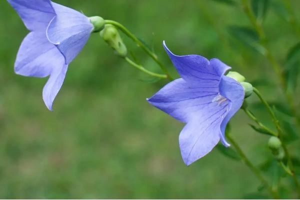 代表诚信的花