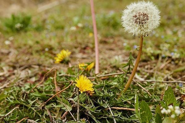 大叶蒲公英种植技术，需要足够的水分才能生长