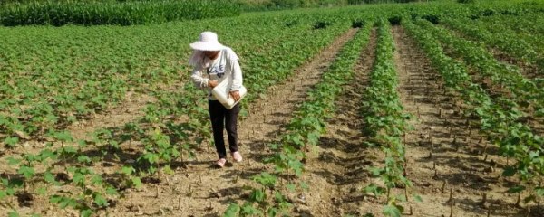 如何通过施肥增强抗虫棉对枯萎病的抵抗力，实际生产中要增施钾肥