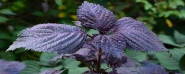 紫苏种植环境要求，紫苏高产的种植方法