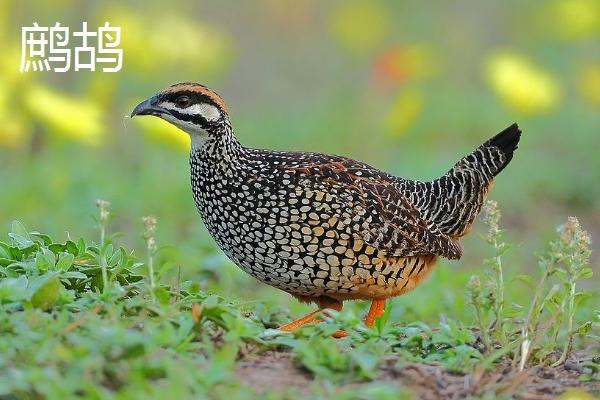 鹧鸪和鹌鹑的区别，从外形可以分辨出来