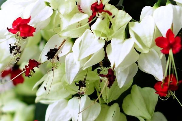 让龙吐珠多开花的方法，需浇足水分、提供充足光照