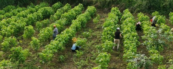 秋季桑园常见病虫害，害虫有桑螟、尺蠖、斜纹夜蛾等