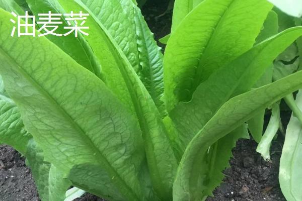 油麦菜的播种时间和方法