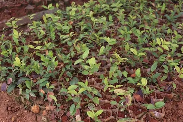 油茶苗的种植，茶种植成本及利润