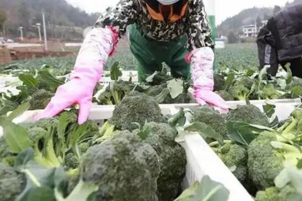 春季如何露地种植西兰花