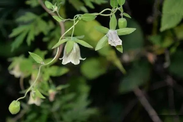 东北白鲜皮种植效益，种植难度