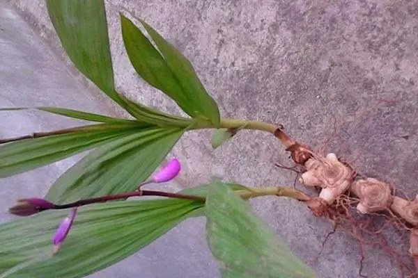 白芨种植技术，选择疏松而不太粘的土壤