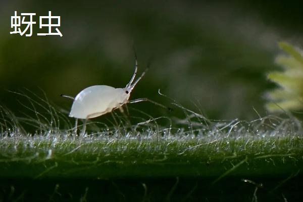 黄芪的种植方法