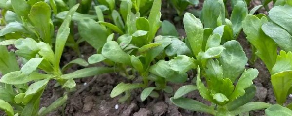 怎么种茼蒿容易发芽，湿度温度很关键