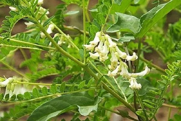 黄芪种植及管理，黄芪的生长环境