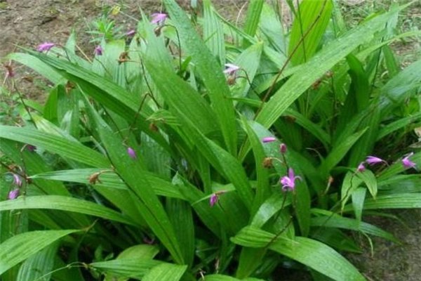 白芨栽培技术，如何成功种植白芨