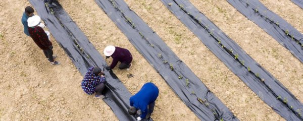 高寒山区地膜覆盖种茶技巧，覆盖时间为11月上旬