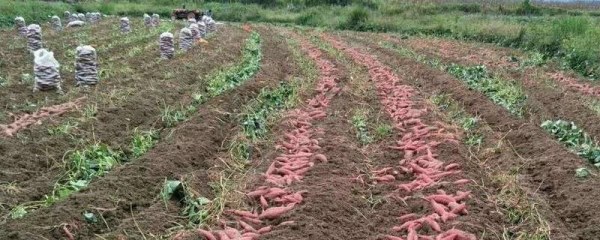 矿源黄腐酸钾与生化黄腐酸钾有何区别，矿源黄腐酸钾经微生物转化而成