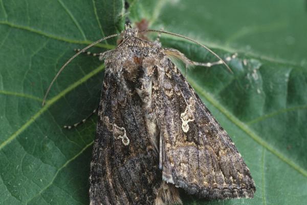 甘蓝夜蛾属于哪种害虫，属于鳞翅目杂食性害虫