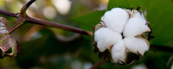 石大棉268棉花品种的特性，播期为4月10日-20日