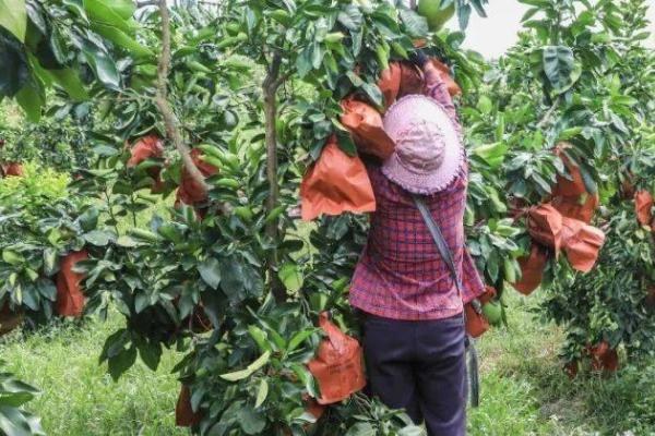 蜜柚套袋方法，分开袋口再套包柚果、然后扎紧果柄即可