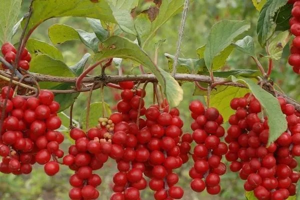 五味子育苗方法，怎样种植五味子