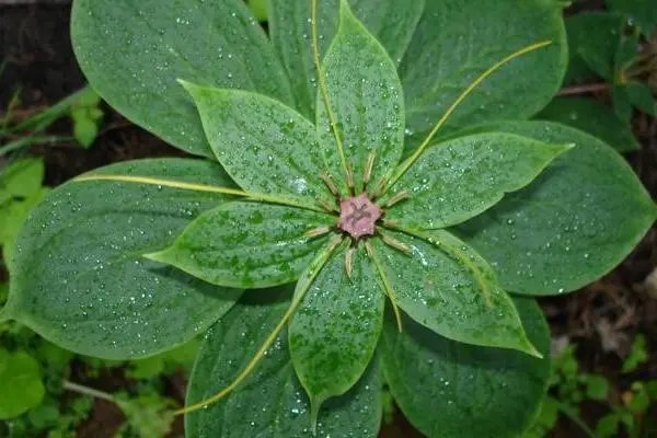 重楼种植技术方法，如何让你的重楼生长茂盛