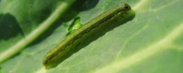 甘蓝夜蛾属于哪种害虫，属于鳞翅目杂食性害虫