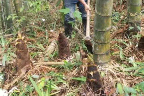 竹笋的种植时间，在冬季温暖地区以秋植较好