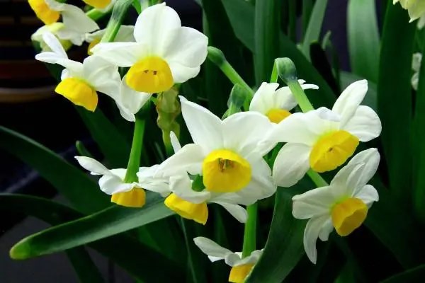 水仙花叶子黄了怎么办,处理方法教程