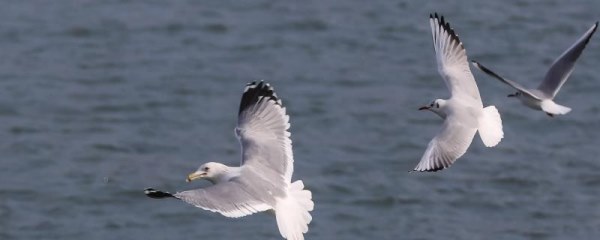 海鸥会不会捕鱼，被捕鱼的人称为风向标