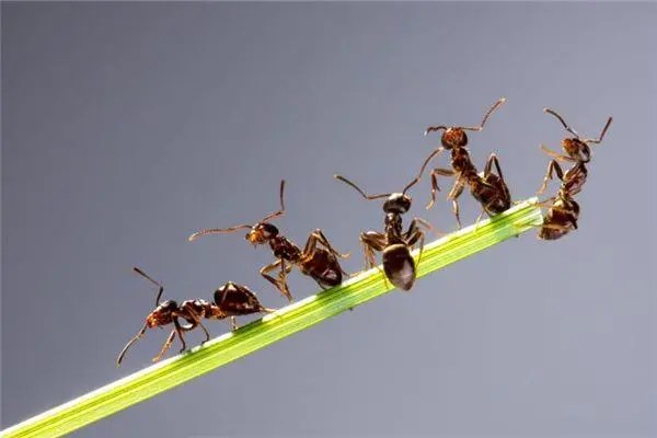 蚂蚁的养殖技巧，小白也能轻松上手