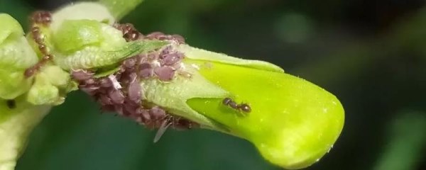 腻虫危害豆角不用农药怎么处理，可在植株基部涂白、防止腻虫产卵