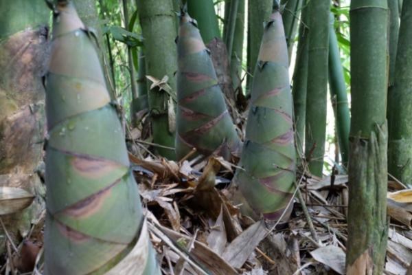 竹笋的种植时间，在冬季温暖地区以秋植较好