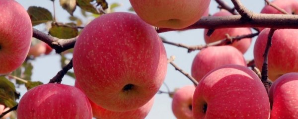 苹果摘袋后的田间管理办法，脱袋后需要补钙打药