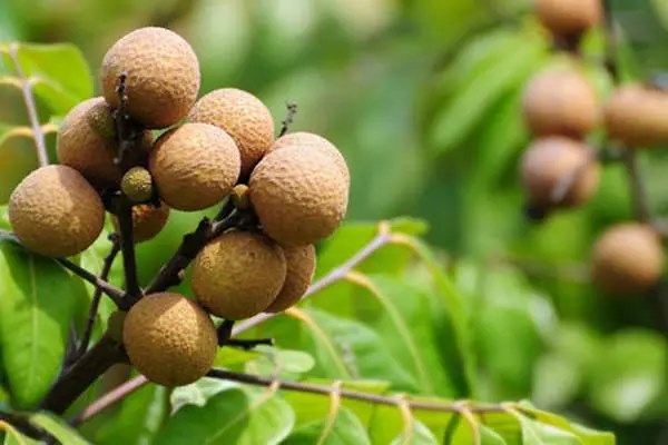 龙眼种植时间和方法，应该在什么季节种植