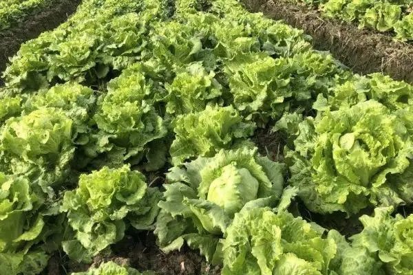 生菜什么时间更适合种植，种植生菜的操作步骤