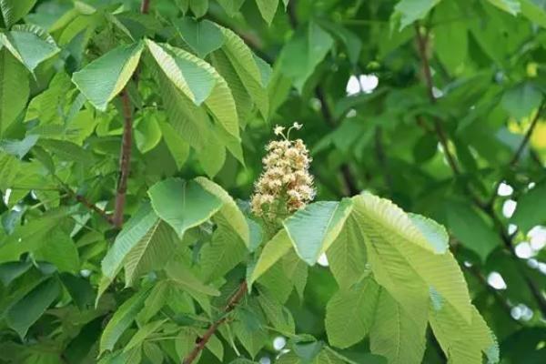 六月份怎么对七叶树施肥，栽植前应主施农家肥