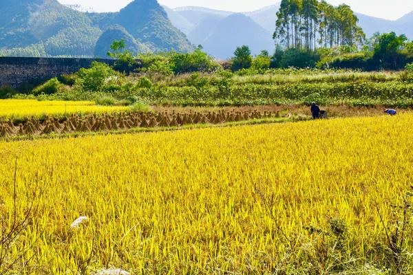 春谷子播种时间，附播种方法