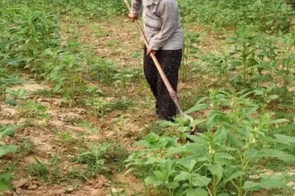 种植芝麻如何提高产量