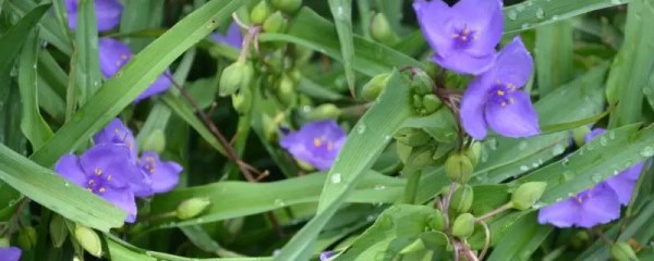 白芨种植技术和栽培要点