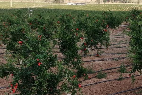 石榴繁殖方法和种植方法，选取无病虫的枝条后再扦插入土