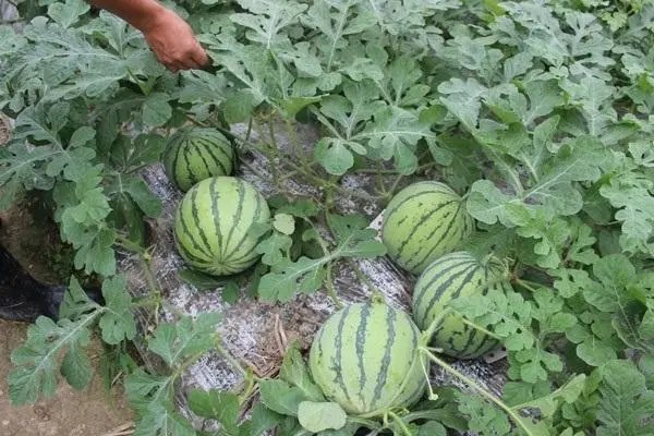 露地懒汉西瓜种植，养护技巧是什么