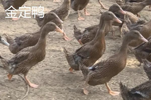 家养鸭子如何喂养